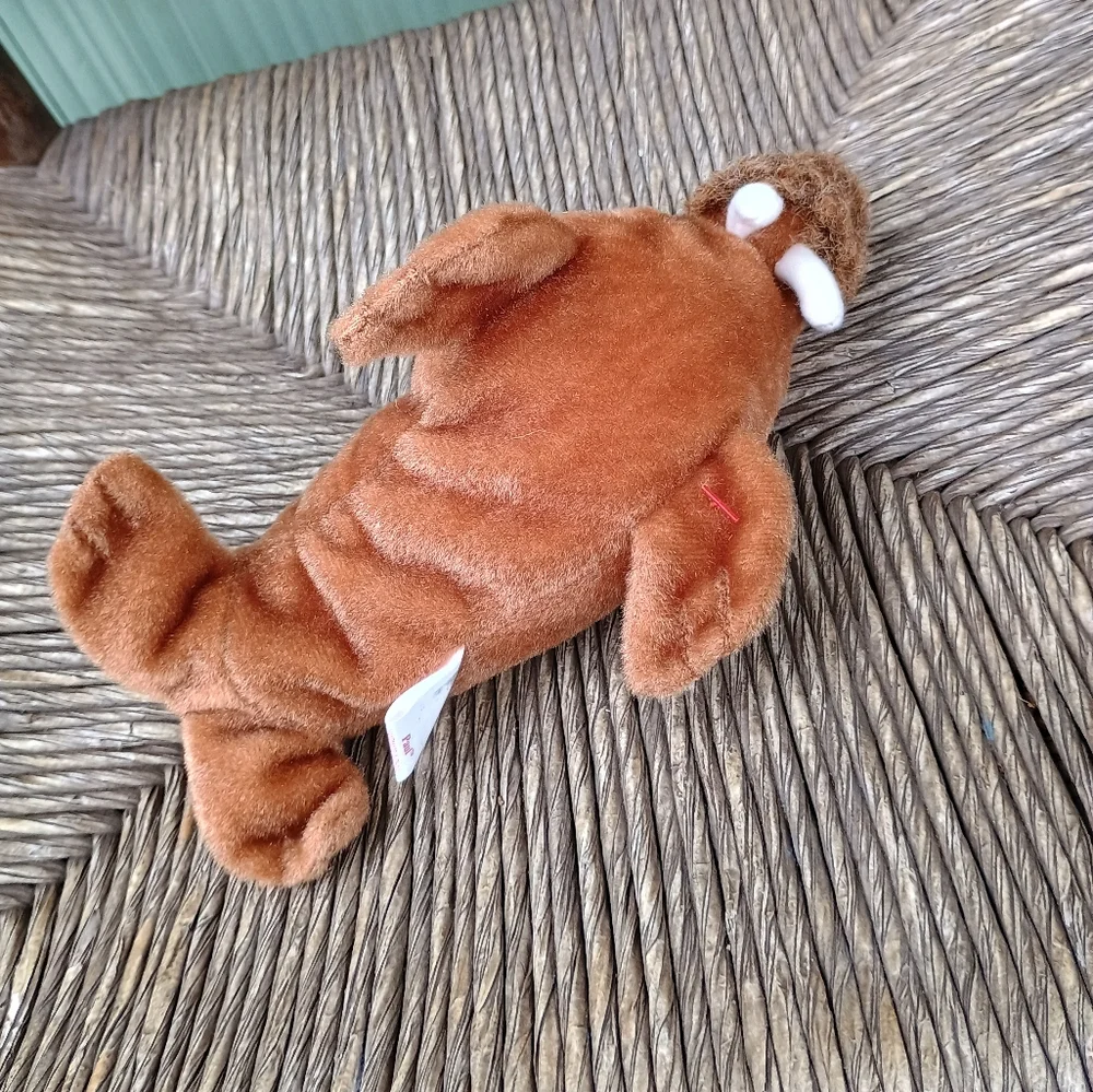 Paul the Walrus 1999 Vintage TY Beanie Babies 6in No Tag - Picture 5 of 7